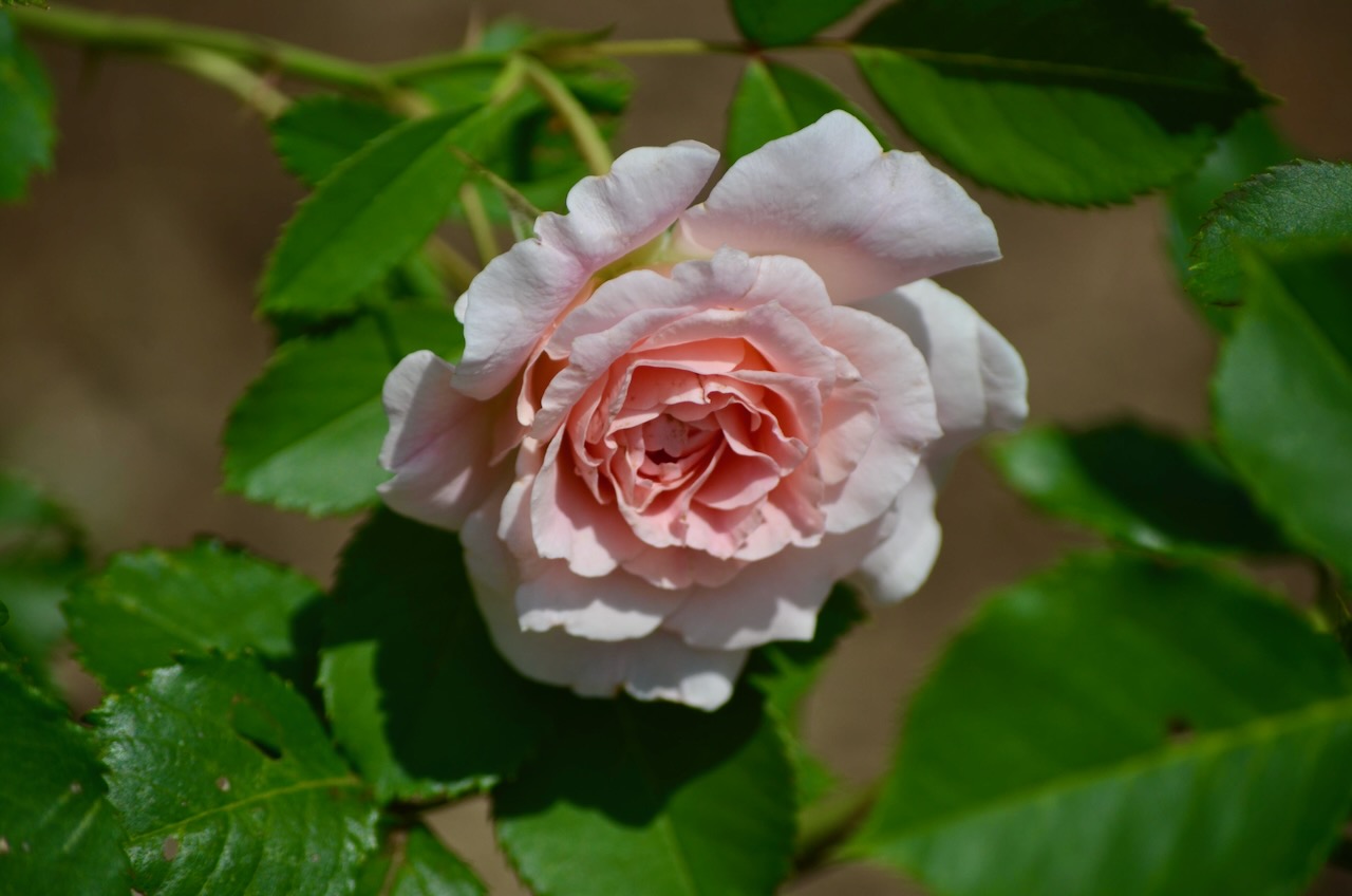 Morden Blush (original)